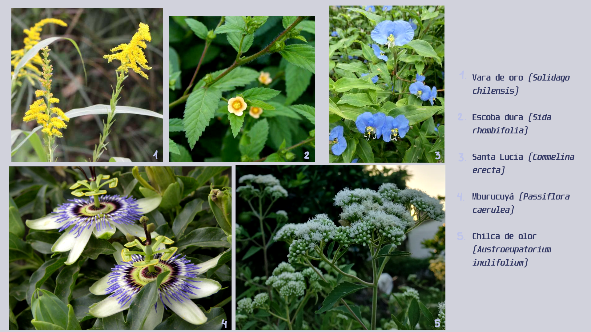 plantas